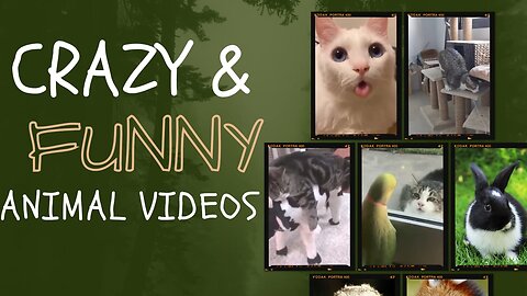 "Top 10 Hilarious Animal Videos That Will Make You Laugh Out Loud"