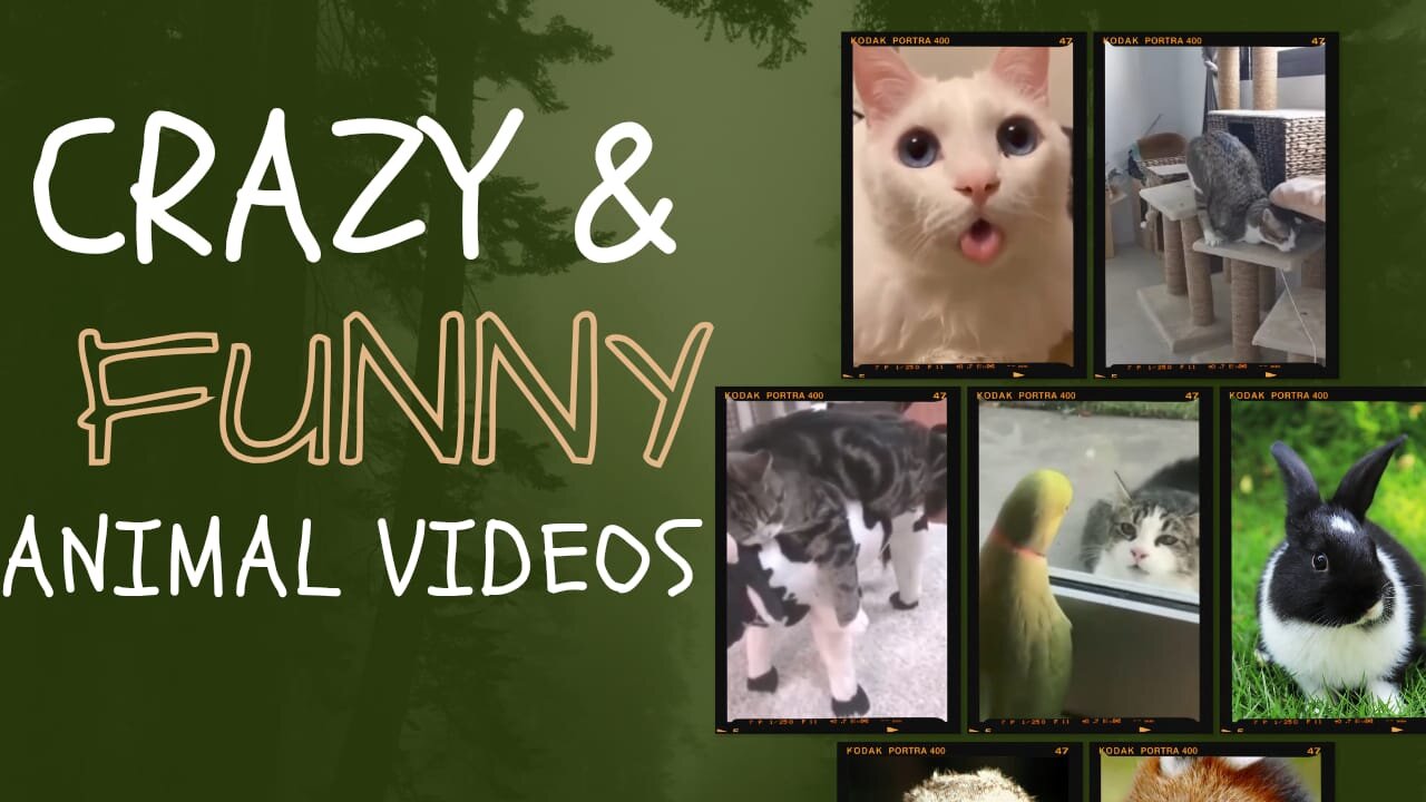"Top 10 Hilarious Animal Videos That Will Make You Laugh Out Loud"