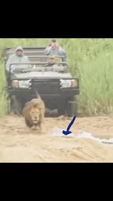 KING OF THE BEAST CROSSES🦁🌊🐊🙈📸HOSTILE CROCODILE TERRITORY🦁🌊🐊💫