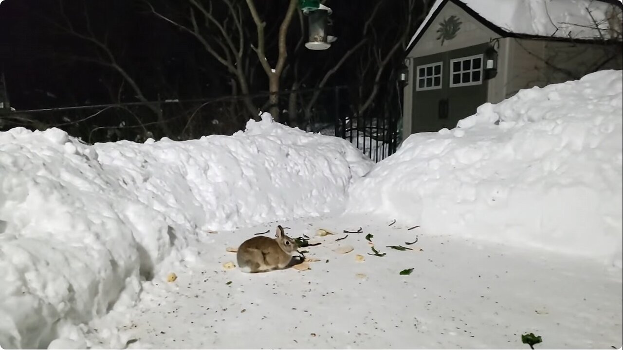 🔴 Live Cam - Rabbits watching on Winter Snowy Countryside Backyard