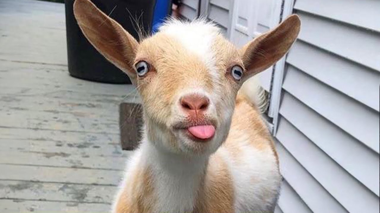 IS THIS THE FUNNIEST GOAT VIDEO EVER MADE? 😂