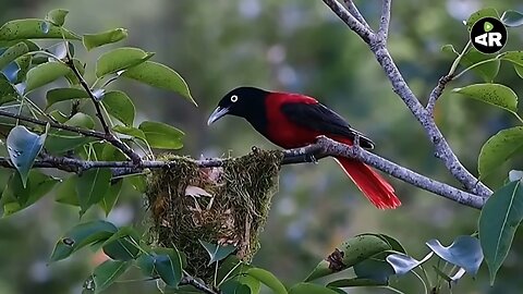 How beautiful birds look in nature.