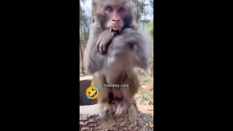 Messing👀Around👉With🍌Monkey🐒😆😜🤣😎