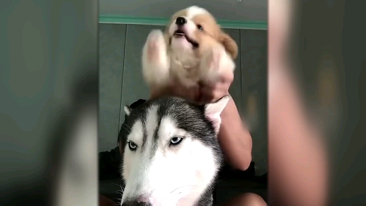 funny dogs