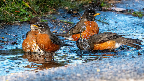 Robins Taking a Bath