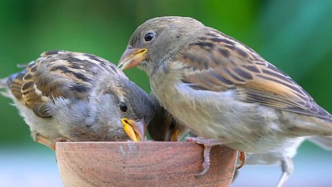 Noises of Garbage Pickup Will not Deter the Sparrows from Their Meal