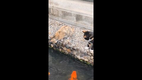 cat catches fish