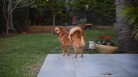 dog stock footage