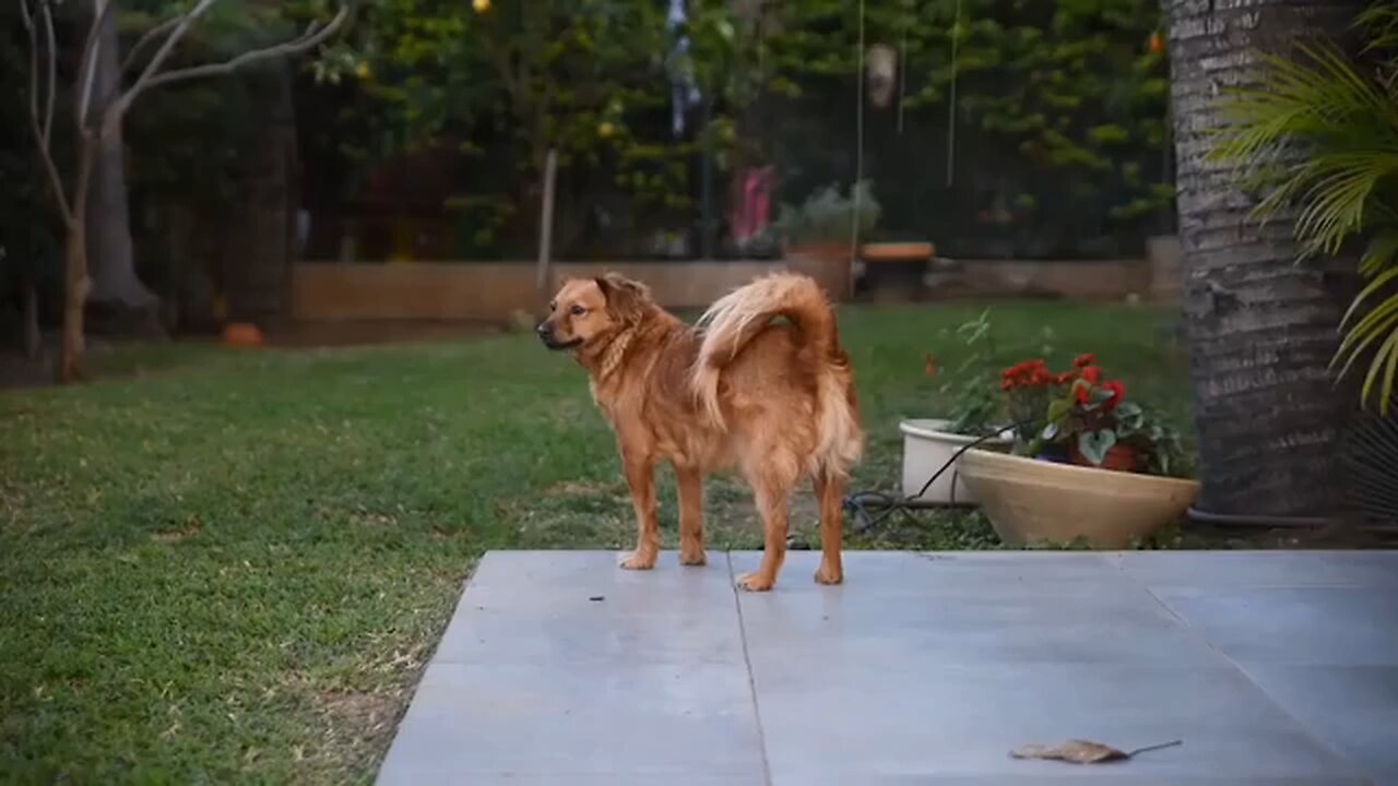 dog stock footage