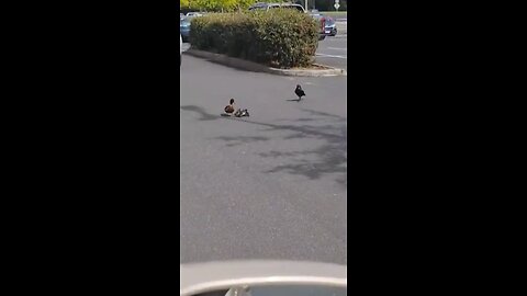 Duck protecting babies from Crow🦆 🐦‍⬛