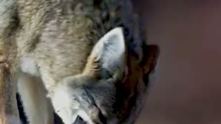 Cute wolf MoM save her child