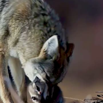 Cute wolf MoM save her child