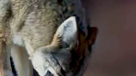 Cute wolf MoM save her child