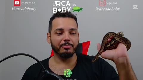 Você sabia disso? Adquirindo sua serpente..