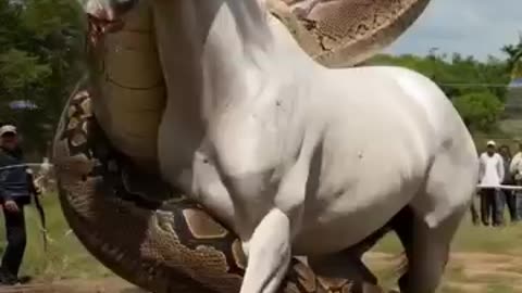 * "Wildlife Attack