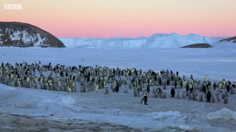 Penguin chicks rescued by unlikely hero