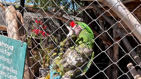 Macaw and Parrot at a Reptile Zoo in La Paz Mexico