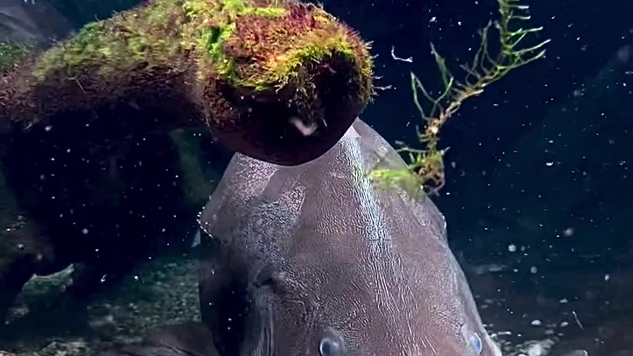 Fish have their own world under water