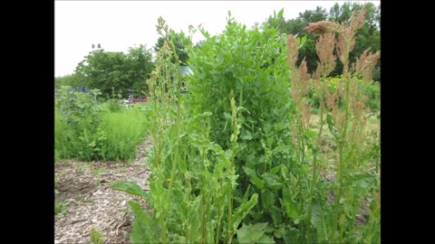 Flowers Are Lilac Teasel June 2022