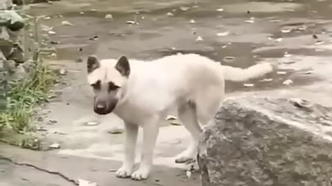 Funny dog