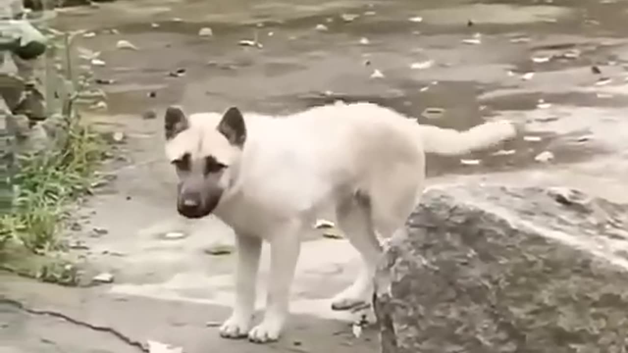 Funny dog