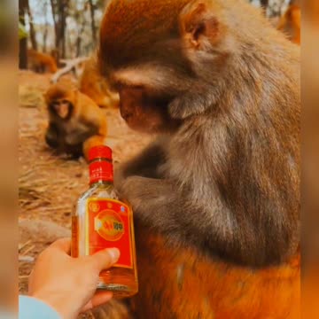 Monkey funny video monkey 🐵