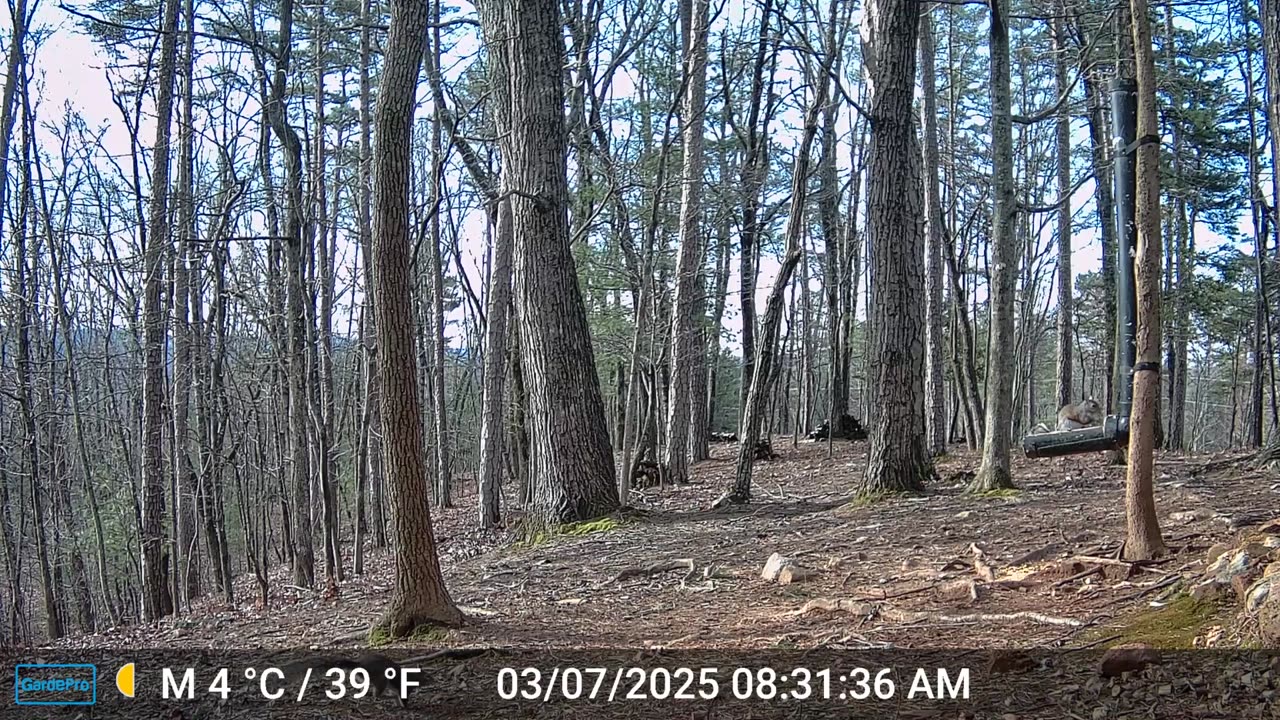 The Woods – 03/06/2025