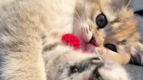 So adorable cuteness overloaded cat