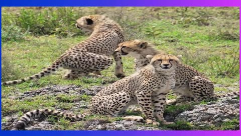 Unbelievable Wild Animal Encounters | Amazing Moments in the Animal Kingdom