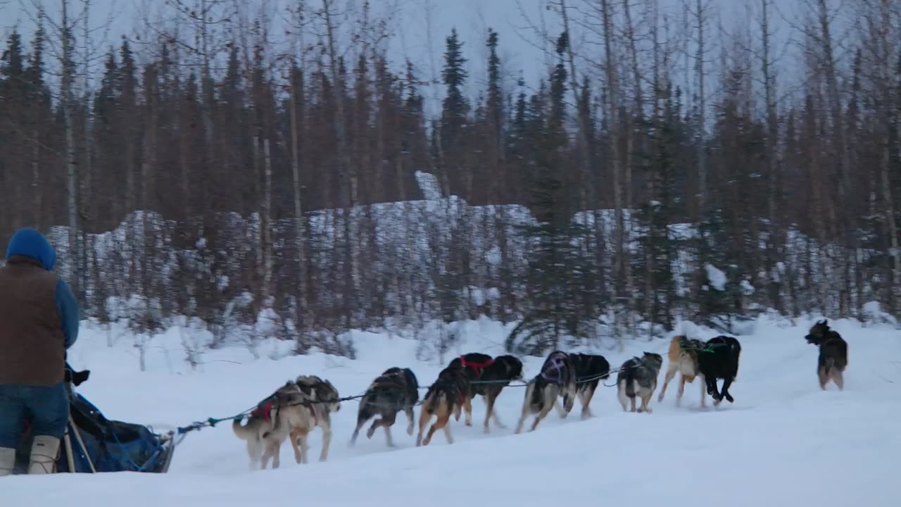 Alaskan Husky Dog Sledding in Fairbanks, Alaska in January