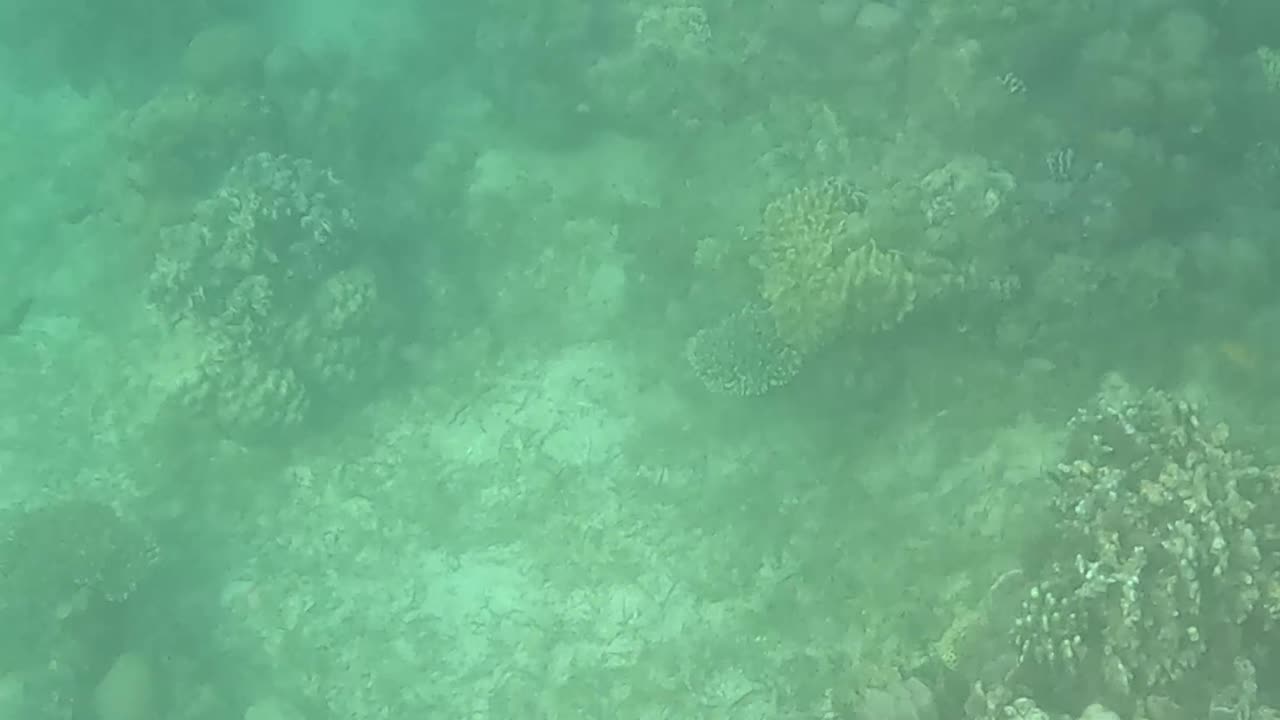 Afternoon Snorkeling