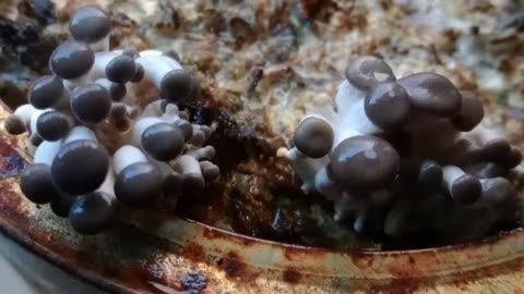 mushrooms, growing in sugar beet pellets_0