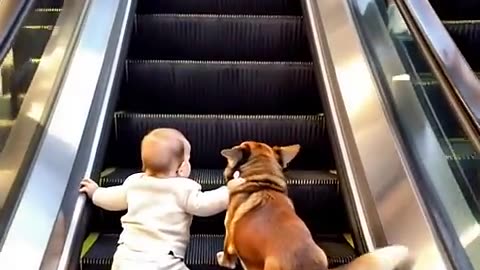 Smart Dog protects his little master 😍😍😍