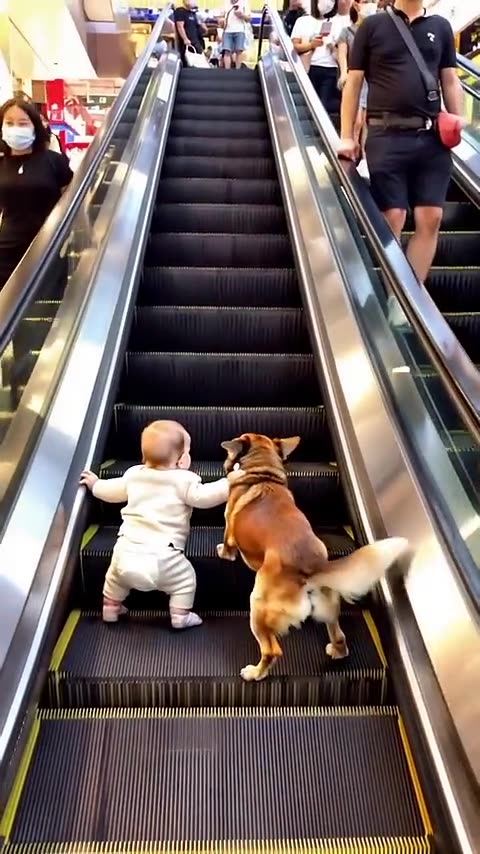 Smart Dog protects his little master 😍😍😍
