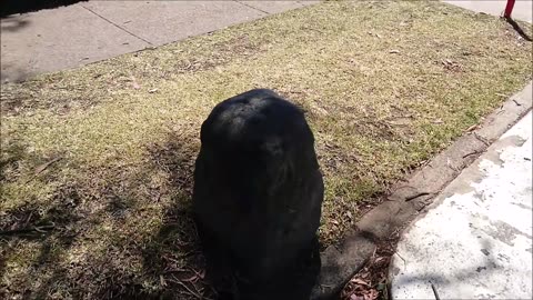 Ley Line Marker, Suburban Stone - Sphinx Memorial Observation