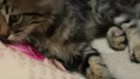 funny-catsfunniest-cats-and-dogs-videos-2025cute-animals-video