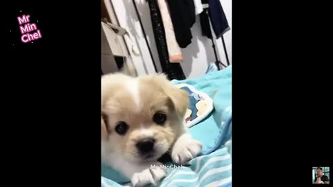 Cats and Dogs: A Hilarious Compilation | Funny Moments of Cats & Dogs Captured #2025