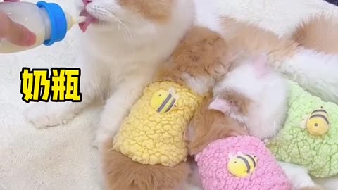 funnt cat