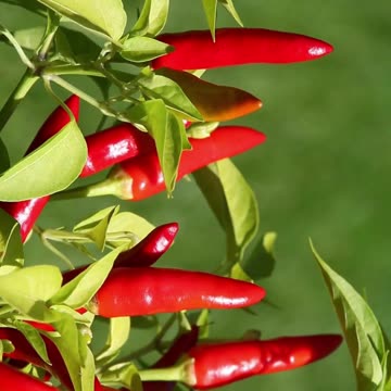 red chili facts #shorts #facts #diet #gardening