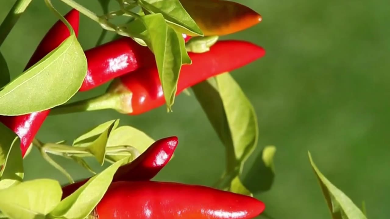 red chili facts #shorts #facts #diet #gardening