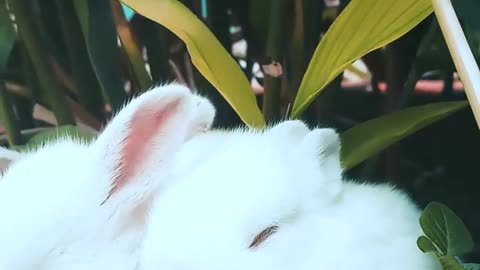 3 x Friend Bunny