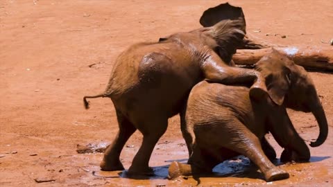 Elephant's child playing with each other