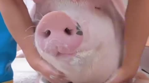 Adorable Pet Pig Gets the Royal Treatment!