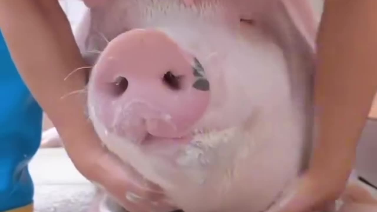 Adorable Pet Pig Gets the Royal Treatment!