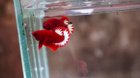 Betta Fish - Red Fancy Copper