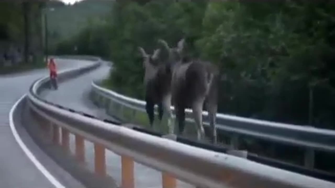 Two Moose & Man on Road