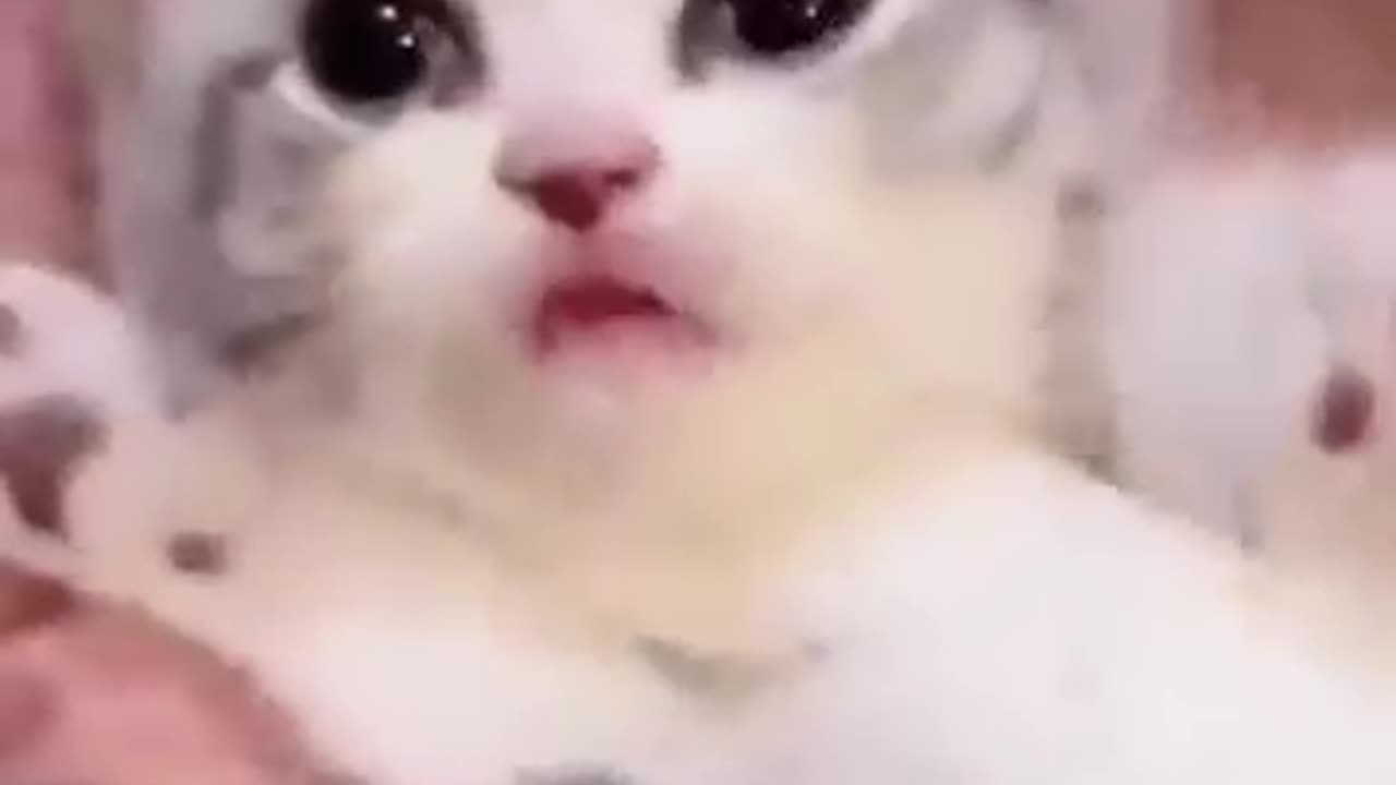 Cat videos cute cats kittens 😻💕