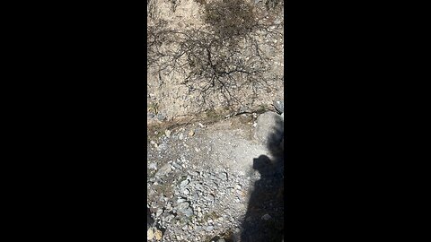 Más mariposas! 🦋