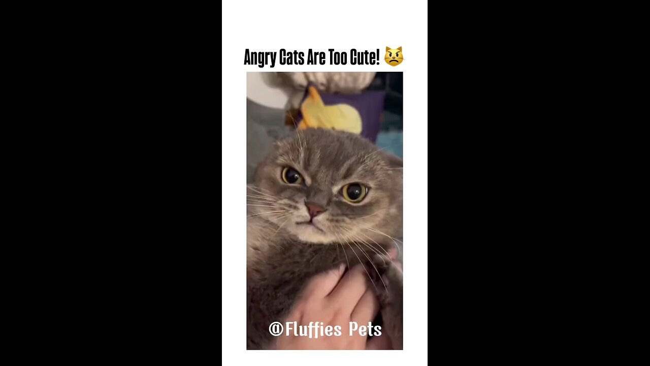 cute cats