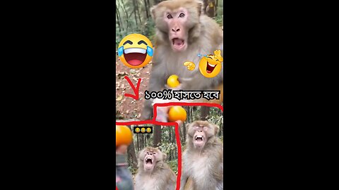 Monkey funny video ha ha ha😂😂😂